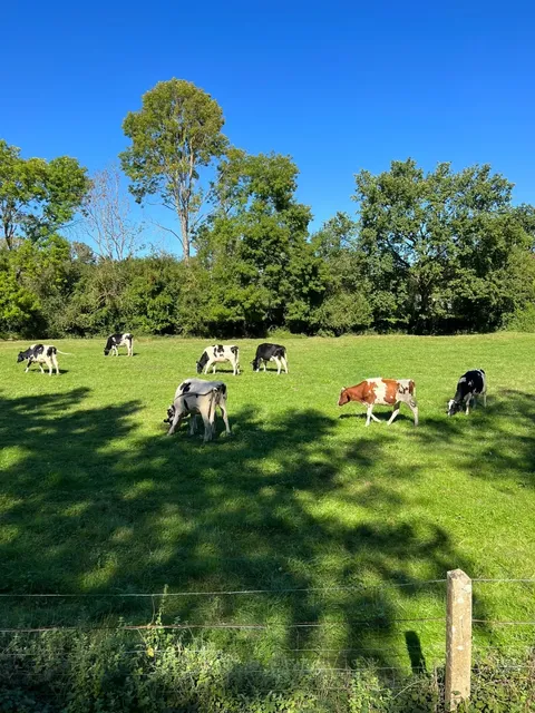 Joyful Cells Awakened by French Castles 🍂🏰