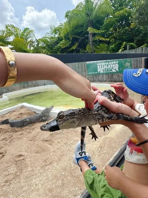3-Year-Old's First Time Holding a Live Alligator 🐊
