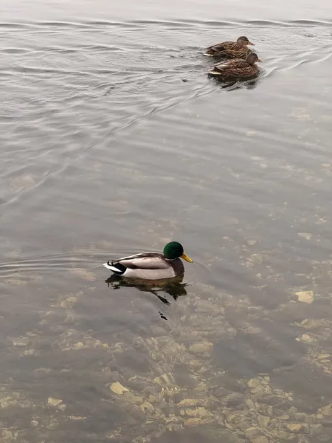 Madison｜Come See This Duck's Adorable Butt! 👀🦆 @ Lake Mendota