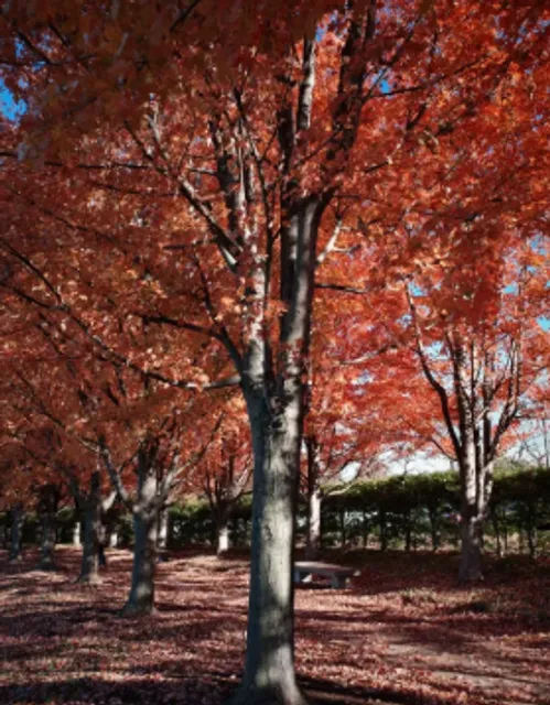 The Autumn Dream of Forest Park in St. Louis 🍁