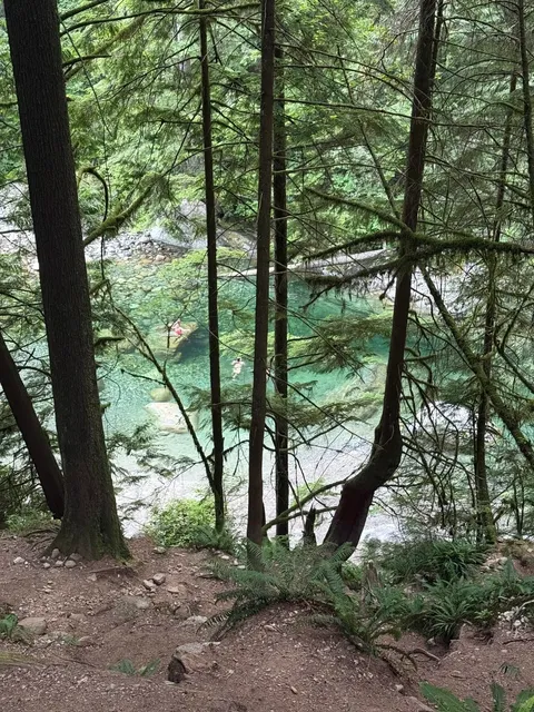 🇨🇦 Vancouver’s Hidden Gem: Ancient Forest