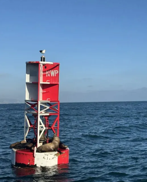 🐋 Newport Beach, California: Complete Whale Watching Guide