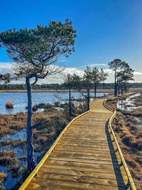 🇬🇧 ​​Thursley Common: London’s Secret Wild Escape!​​ 🌿✨