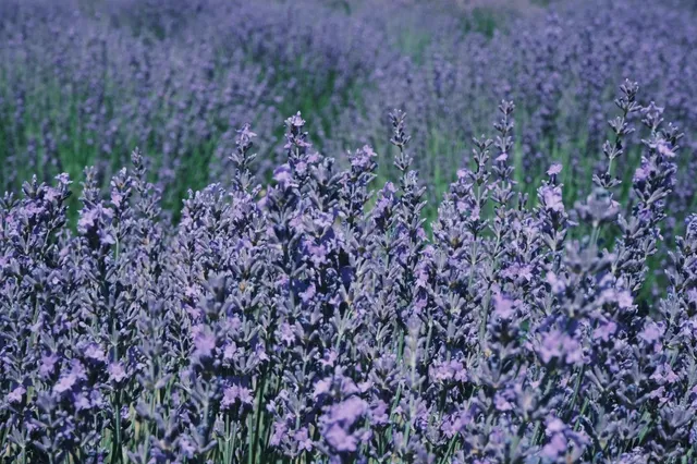 Portland’s Natural Wonders (Through My Quirky Lens) 🌄📸