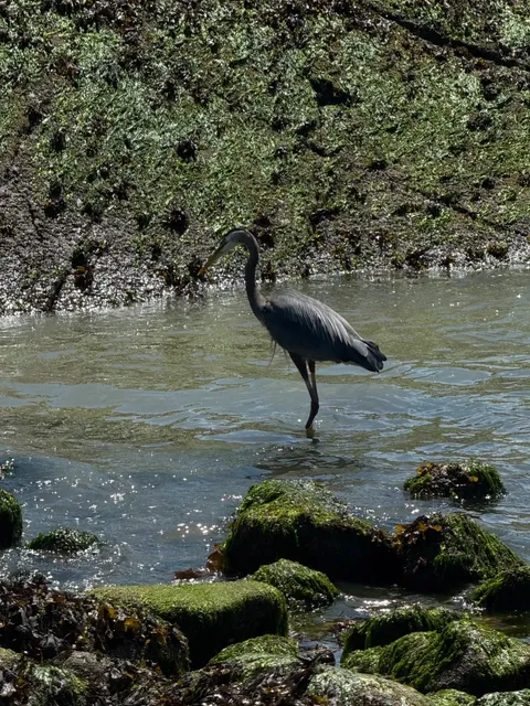🦅 Great Blue Heron: North America's Majestic Sentinel of the Wetlands