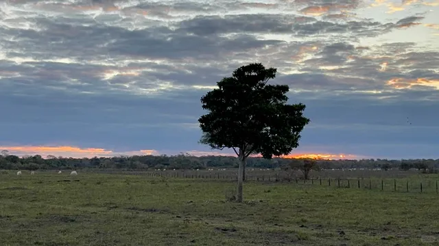 Pantanal: The World’s Largest Tropical Wetland