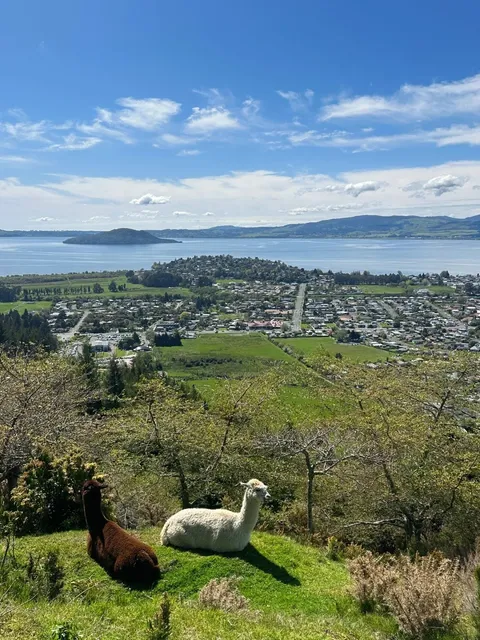 Skyline Rotorua 🇳🇿 | North Island’s Must-Do Gondola & Luge Adventure