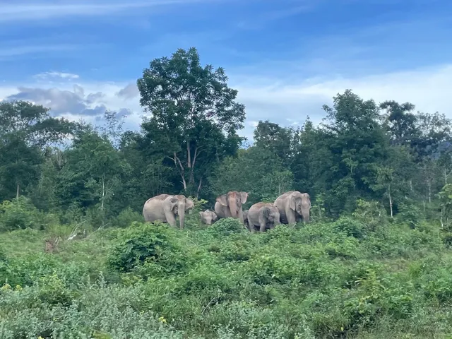 You’re Missing Out BIG TIME If You Skip This Place in Hua Hin! 🐘✨