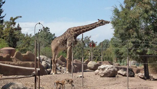 Buin Zoo