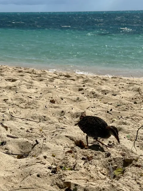 🇦🇺 Just back from Australia… Let’s be real about Cairns…