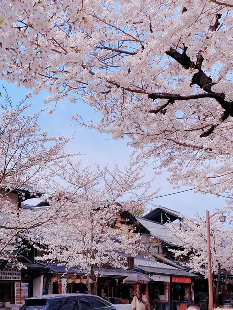  Cherry Blossom Season 🌸 A Day Trip to Arashiyama in Kyoto(1)