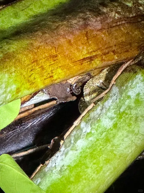 Night Rainforest Tour Experience