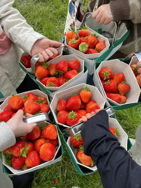 Picking Fruit in Edinburgh? Head to Craigie’s Farm!