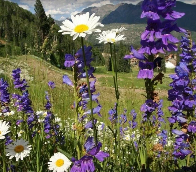 Purgatory Resort: Durango's Four-Season Paradise