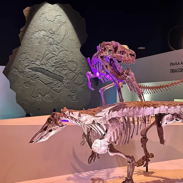 Houston Museum of Natural Science: Kids’ Paradise 🧒, Adults’ Galaxy 