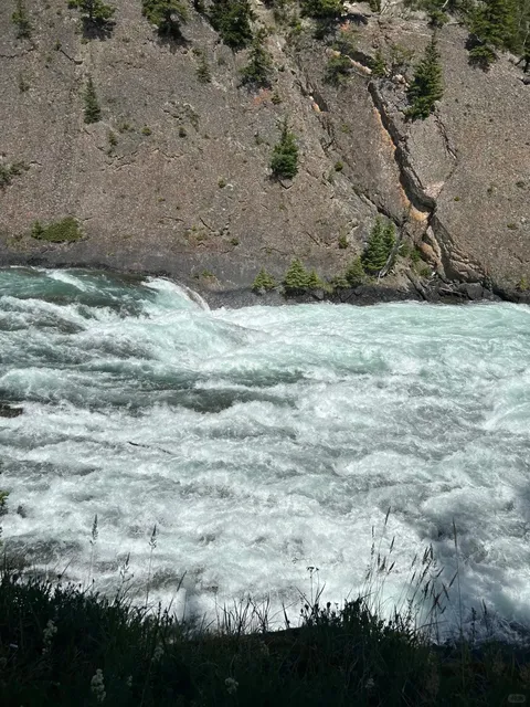 🌿 LIVE from the Forest Gallery to Bow Falls 