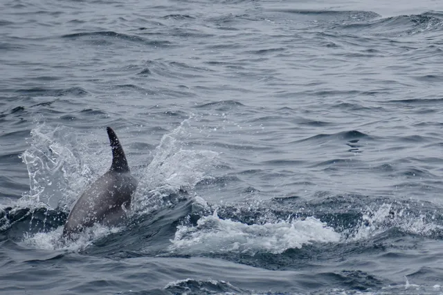 Newfoundland｜Whale-Watching Success in St. John's! 🐋✨