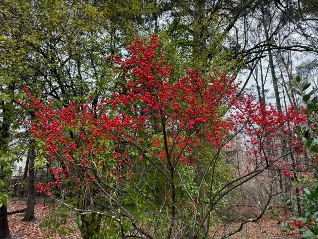 Squirrels! 🐿️💫 A Perfect Day in Nature’s Playground