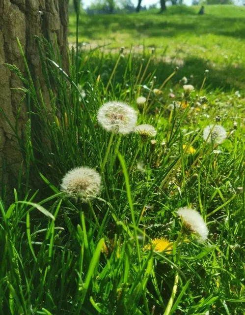 Spring Outing in Bologna｜A Morning Shared with Sunshine