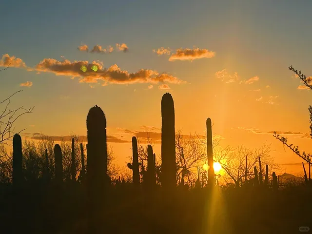 🌵 Saguaro National Park – Where Cacti Wear the Sky