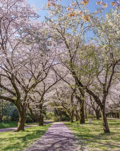 Hidden Cherry Blossom and Picnic Spots in the Suburbs of Tokyo 🌸