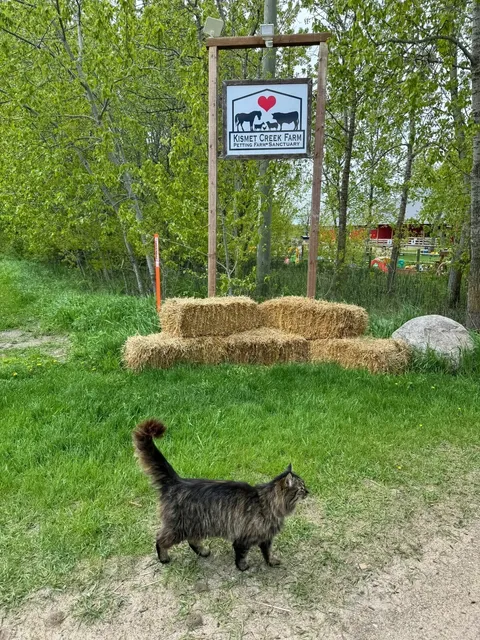 Steinbach Day Trip: Family Fun & Fresh Eggs! 👨👩👧👦🐑