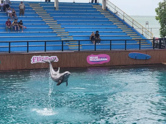 Miami Sea Aquarium is AMAZING!!! 🐬🌊