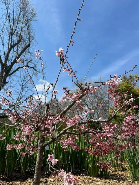 Los Angeles County Arboretum 🌿🌺  