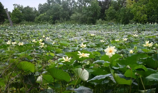 Brazos Bend State Park in Houston | Lotus & Alligator