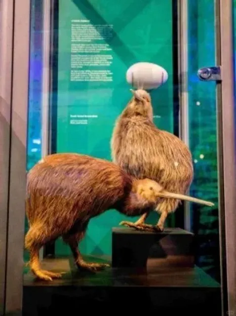 🌟 New Plymouth, NZ: The Underrated Gem of North Island!