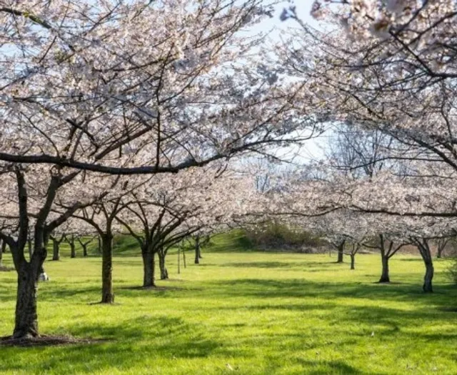 🌿 Brookside Reservation | Old Brooklyn's Green Oasis