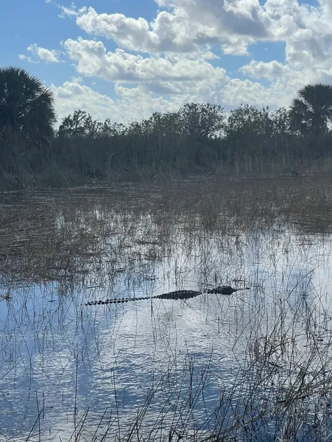 Everglades National Park | Wetland Scenery and 🐊