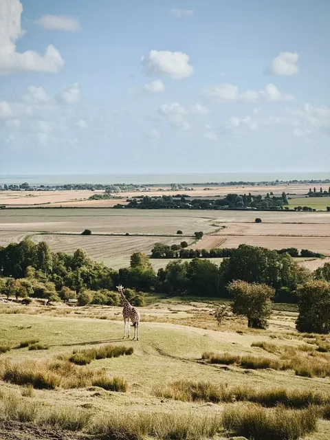 ​​🇬🇧 Safari Adventure Just 2 Hours from London 🦓​​