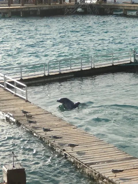 🐬📸 Dolphin Dreams Come True at Isla Mujeres! 🌊