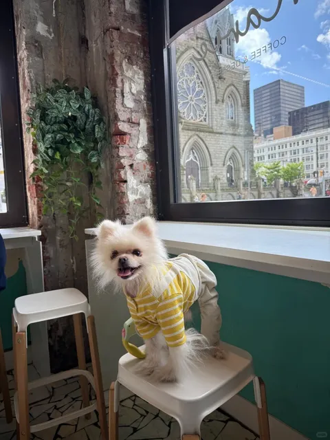 🇨🇦 Pet-Friendly Indoor Café in Vancouver Downtown ☕️