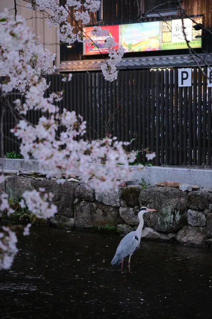 Kyoto Cherry Blossom Enthusiast's Hidden Gem: Takase River 🌿