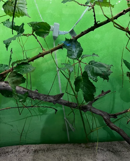 Victoria Bug Zoo: A Miniature Jungle of Crawling Wonders  