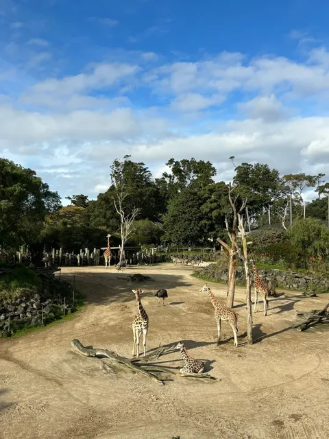 Visiting Auckland Zoo to See the Kiwi Bird! 🏞️✨  