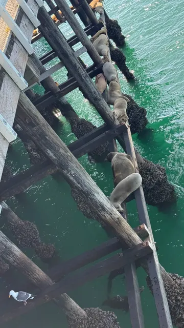 Santa Cruz Pier Surprised by a Sea Lion "Chill-out" Gathering💚