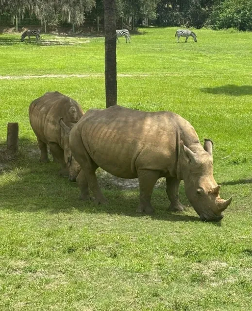 A Blend of Rides and Animal Encounters!