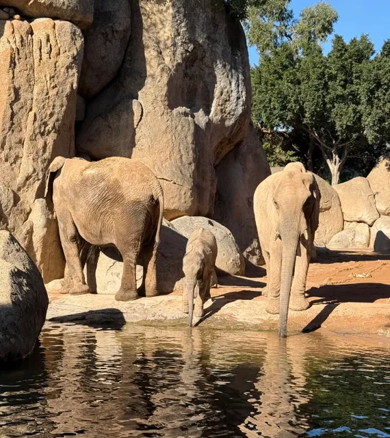 Zoos are recommended as must-see attractions