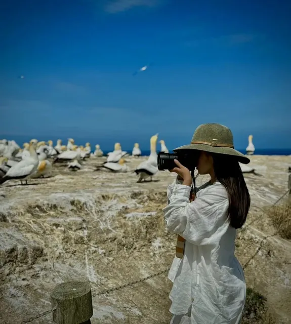 The World’s Largest Gannet Colony—Napier