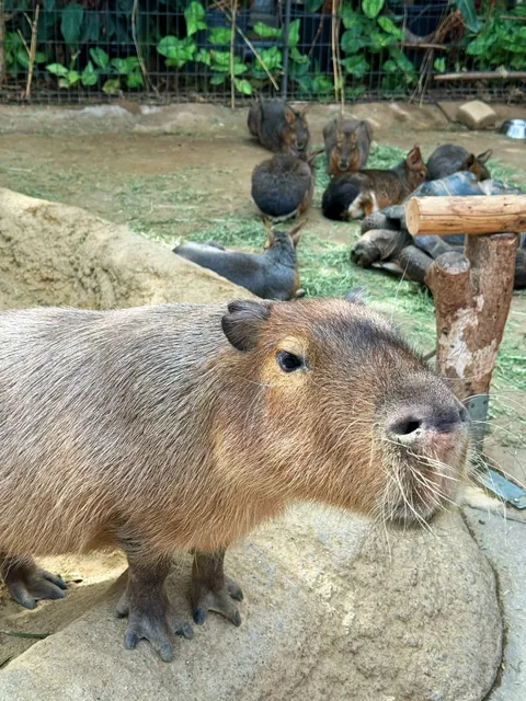  🔍 Exploring Kobe Animal Kingdom | 🔮