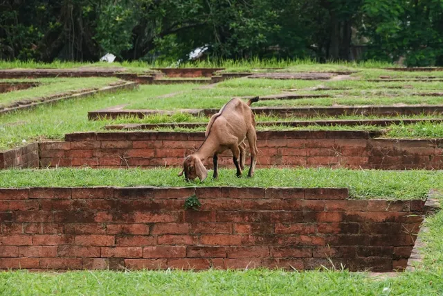 Travel| Bangladesh Vasu Vihar diary