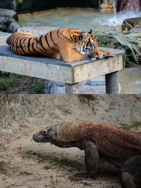 Tampa, Florida 🐬🌴 — City Pass Experience