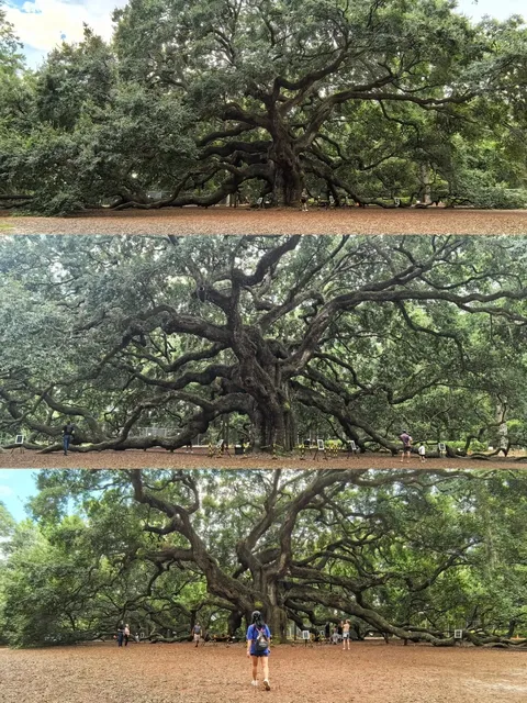 🌴 Beautiful Charleston