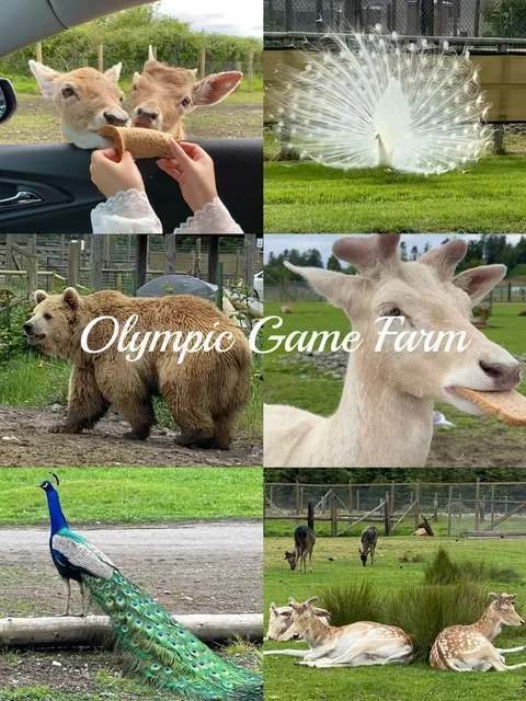 ​​Olympic Game Farm | A Wildly Fun (and Slightly Damaged) Adventure 🐾