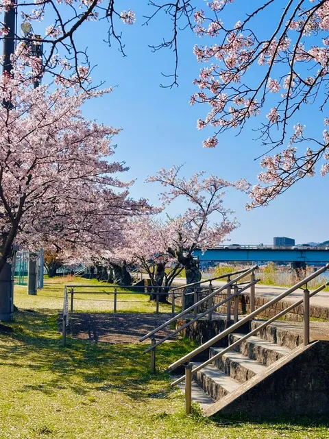📷 Live: Off-the-Beaten-Path Cherry Blossom Map in Kansai 🌸