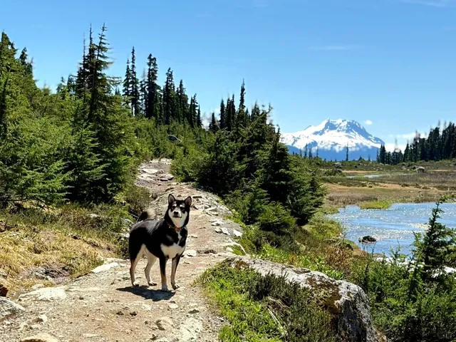 🇨🇦 ​​Brandywine Meadows: A Snowy Summer Playground for Pups!​​ 🐾❄️