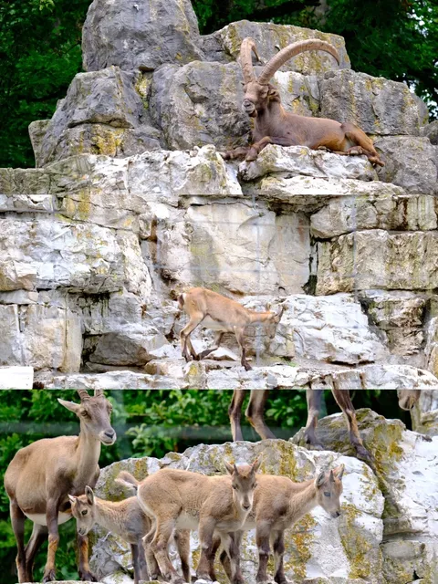 🦌🐑🐄🐎 Great Weekend Spot in Zurich | Wildlife Park
